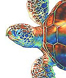 turtlethumb.jpg