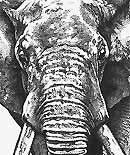 elephant72thumb.jpg